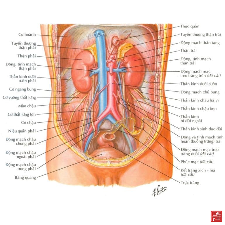 11-vi-tri-kich-thuoc-cau-tao-cua-than-nguoi-trong-co-the-p1-11.jpg